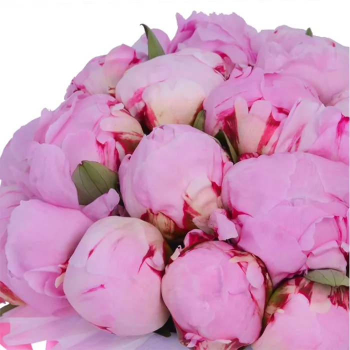 Букет из 25 розовых пионов в фиолетовой шляпной коробке