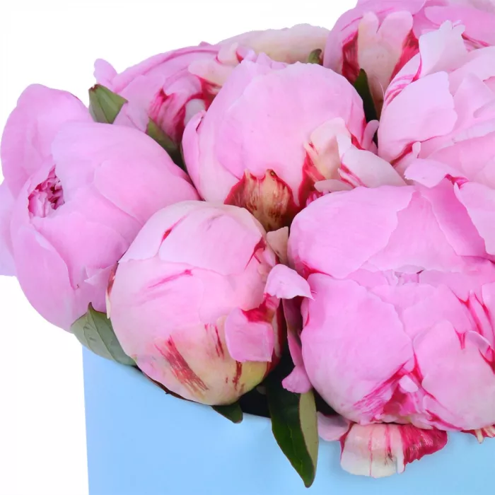 Букет из 11 розовых пионов в голубой шляпной коробке