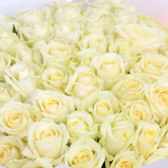 75 белых роз Premium 40 см