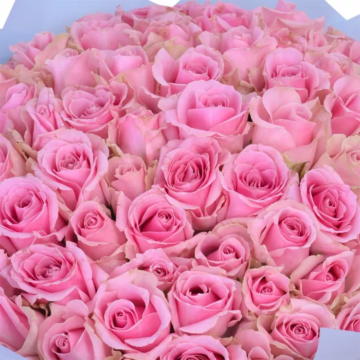 75 розовых роз Premium 40 см