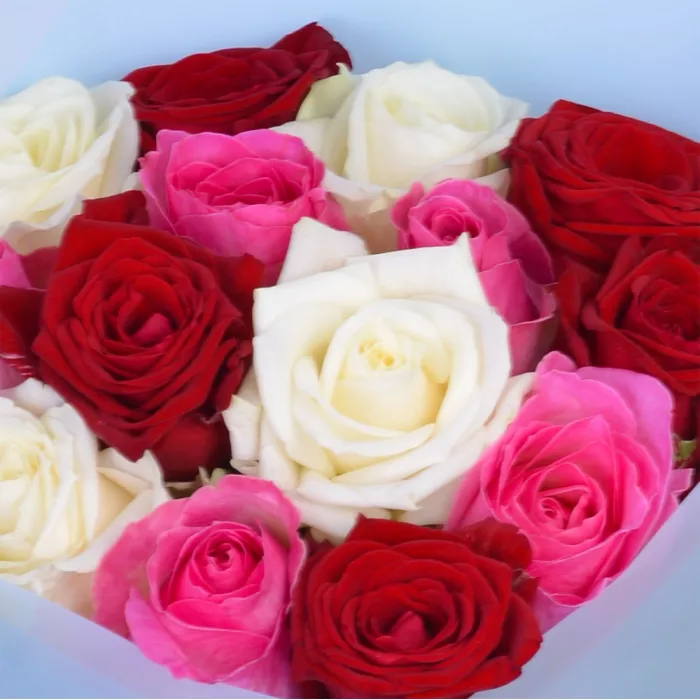 15 разноцветных роз Premium 50 см