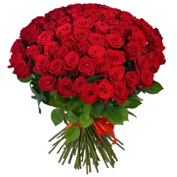 75 красных роз Premium 60 см
