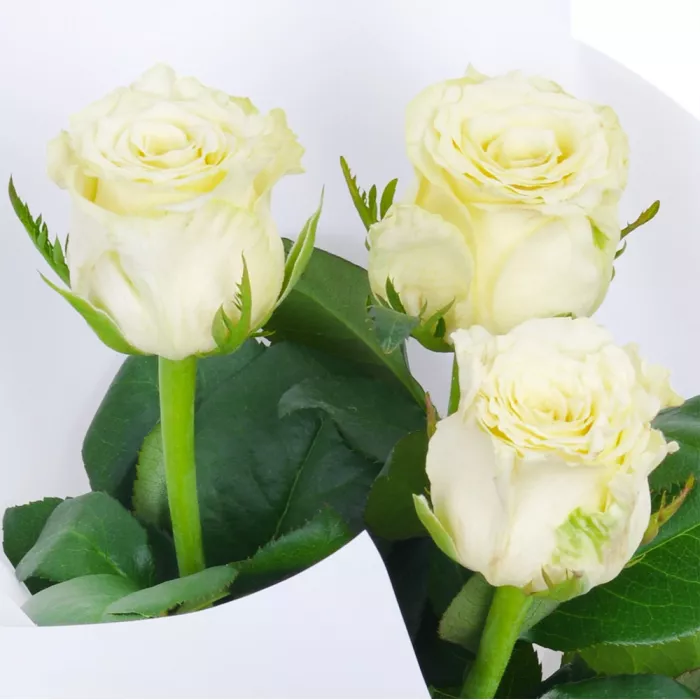 3 белые роз 50 см