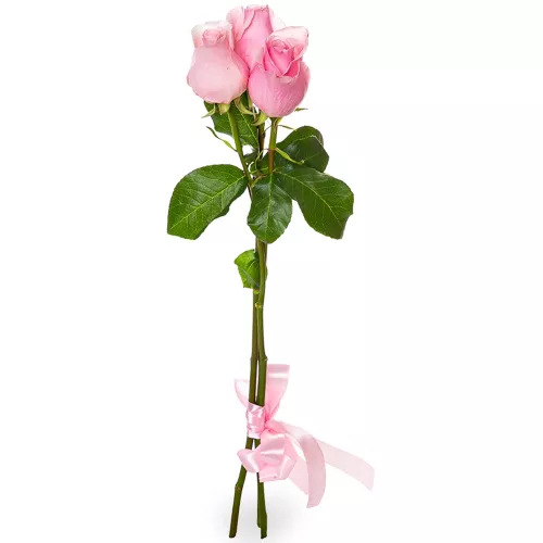Монобукет из 3 розовых роз Эквадор 70 см