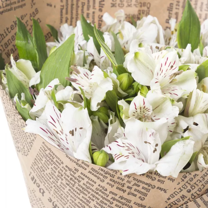 Букет из 15 белых альстромерий